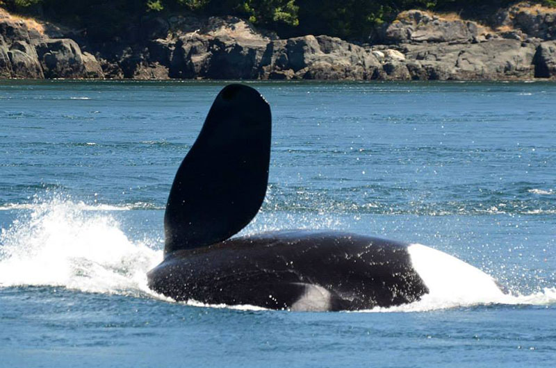 Campbell River Whale Watching & Adventure Tours